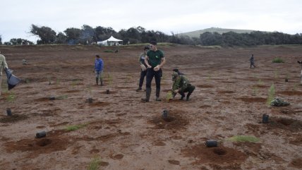   Conaf comenzó la plantación de 120 mil árboles en Rapa Nui 