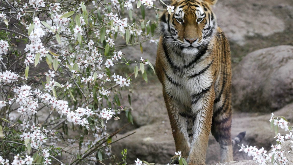 Propietario de zoológico se encuentra grave tras ataque de tigre en Los Ángeles