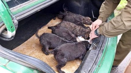  Carabineros rescató a seis perritos que fueron abandonados en Osorno  