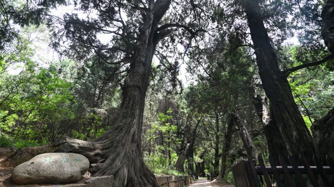 Xi Jinping pidió proteger antiguos cipreses de Sichuan 