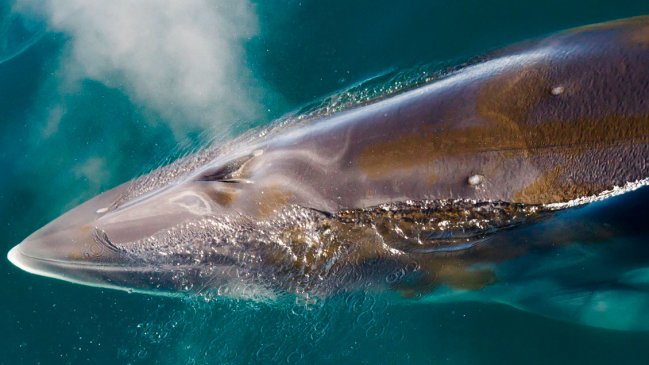  Chileno descifra el misterioso canto de la ballena minke antártica  