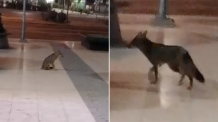   Un zorro apareció en Plaza Egaña: Perros y humanos lo ponen en riesgo 