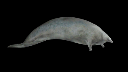   Descubren antigua ballena que desafía el título del 
