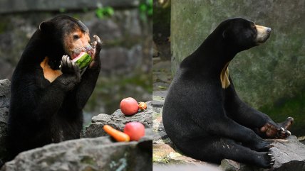   Zoológico chino aumentó sus visitas tras viralización de oso con aspecto humano 