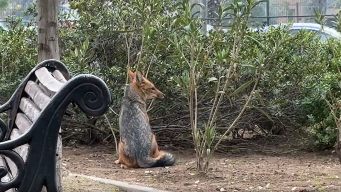 Zorro visto esta semana en Ñuñoa llegó a Las Condes: SAG no logró atraparlo