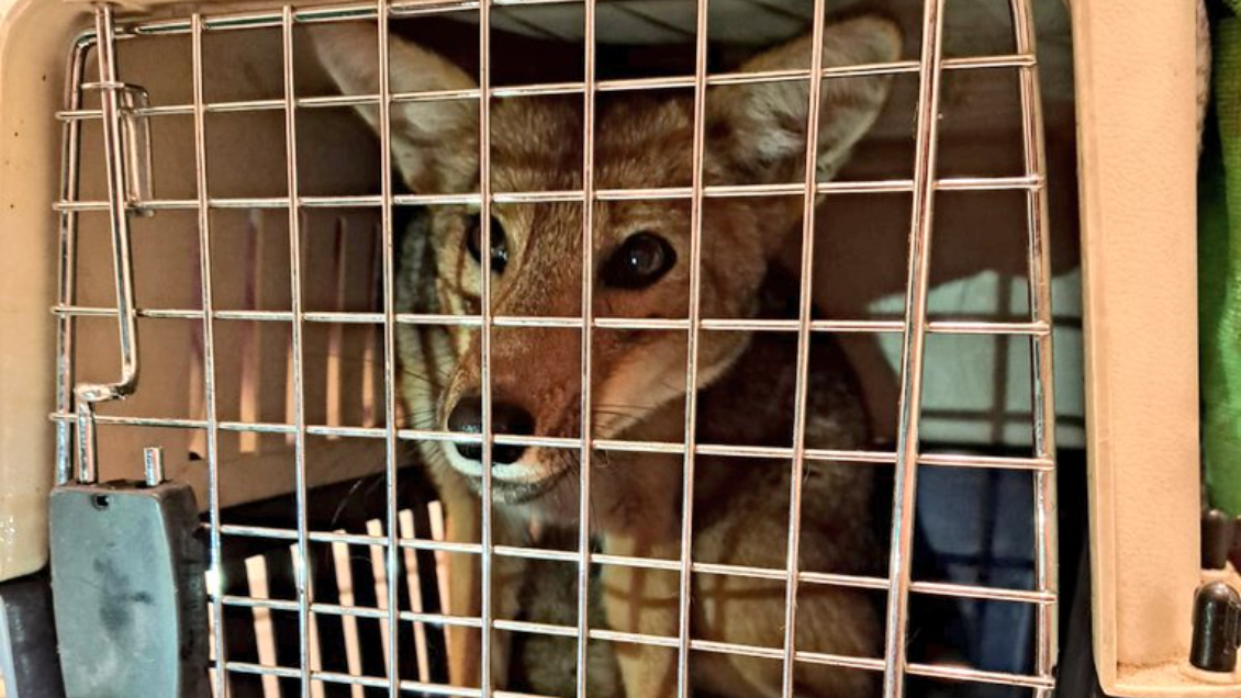 Confirman captura de zorro culpeo avistado en las calles de Las Condes