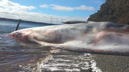  Sernapesca informó del varamiento de una ballena azul en Ancud  