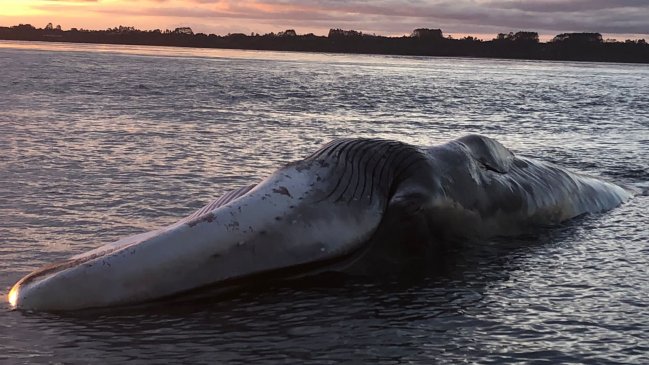   Municipio de Ancud evalúa cómo sacar a la gran ballena que varó el fin de semana 