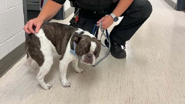 Mujer abandonó a su perro en un aeropuerto porque no la dejaron subir con él