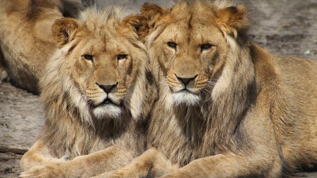 Los leones africanos están a un paso de la extinción  