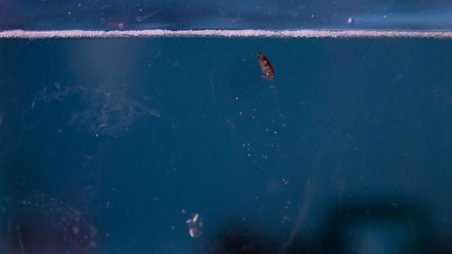  Para proteger el krill, científico británico pide poner ojo en actividad pesquera de Chile y China  