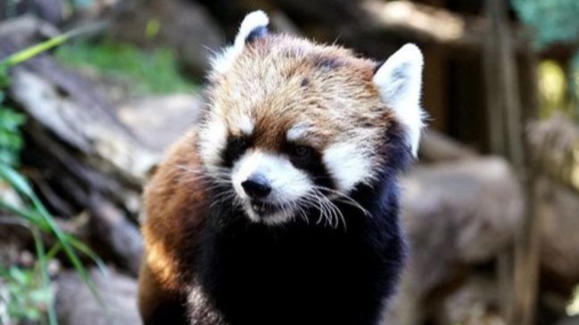   Murió Kelú, el único panda rojo nacido en Chile 