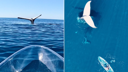   El inesperado encuentro entre un aventurero y una ballena jorobada en particular posición 