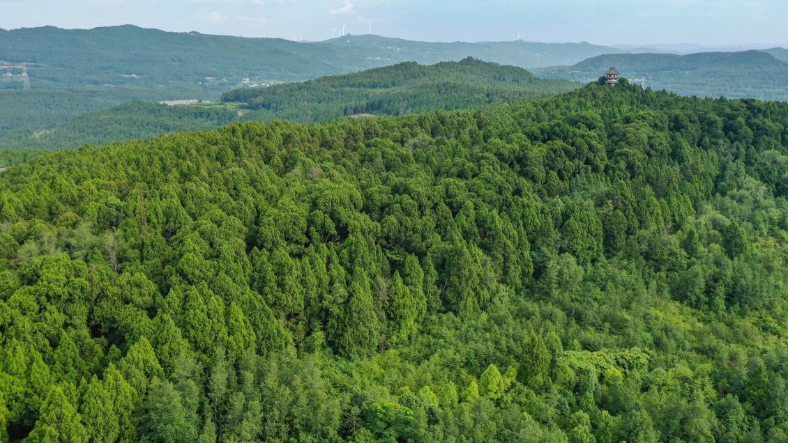 Investigadores usan datos de anillos de árboles para enriquecer historia climática en China