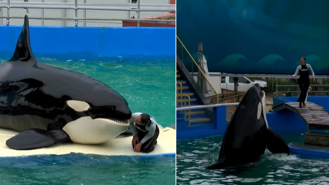 Murió Lolita, la orca cautiva desde 1970 en Miami