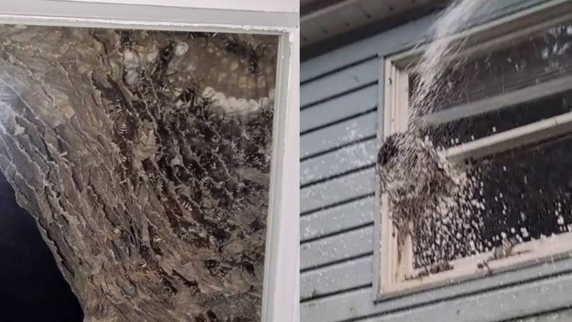 Hombre encontró enorme panal de avispas en su ventana tras volver de vacaciones