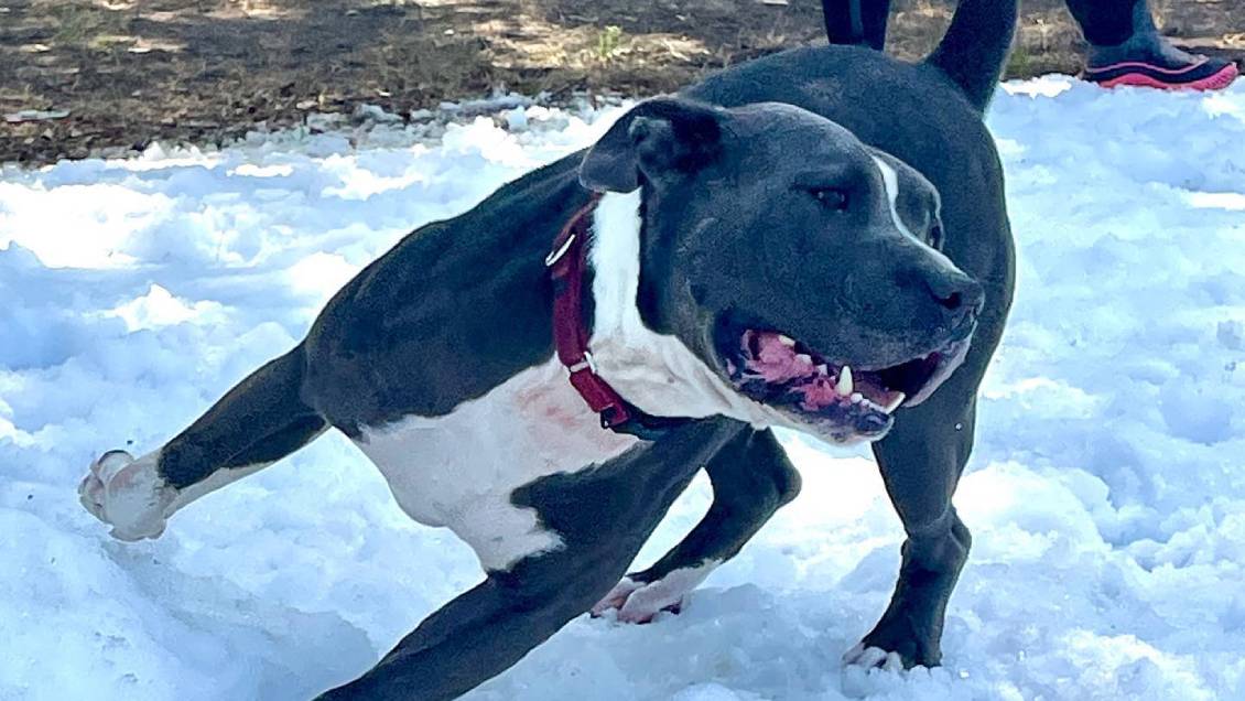 Texas: Refugio sorprendió a animales con día de nieve en medio de ola de calor