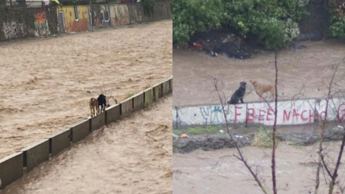 Rescatan a perritos que quedaron atrapados en el Río Mapocho por el sistema frontal