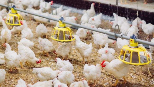  Chile se declara país libre de influenza aviar en aves de corral  
