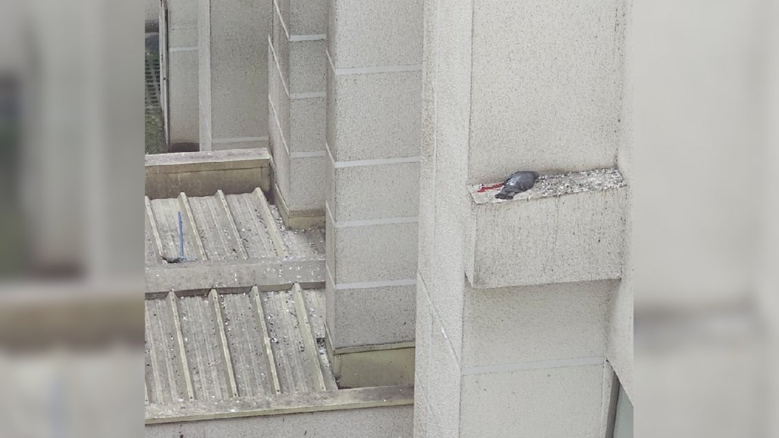 Denuncian que empresa eliminó a tiros una plaga de palomas en el Hospital de Concepción