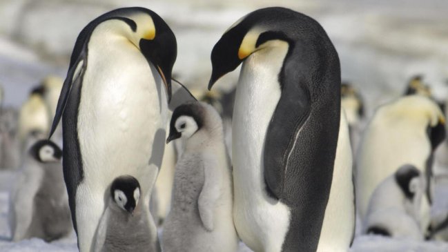  Colonias de pingüinos emperador sufren efectos catastróficos por pérdida de hielo  