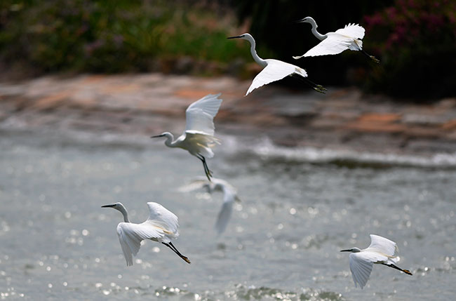 Imagen foto_00000002