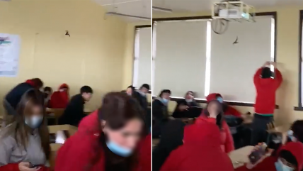   Murciélago desató gritadera en una sala de clases de Chiguayante 