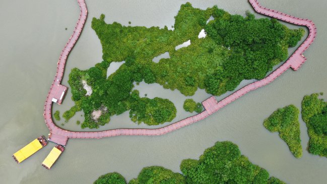 Aumenta la cobertura de bosques de manglares en China