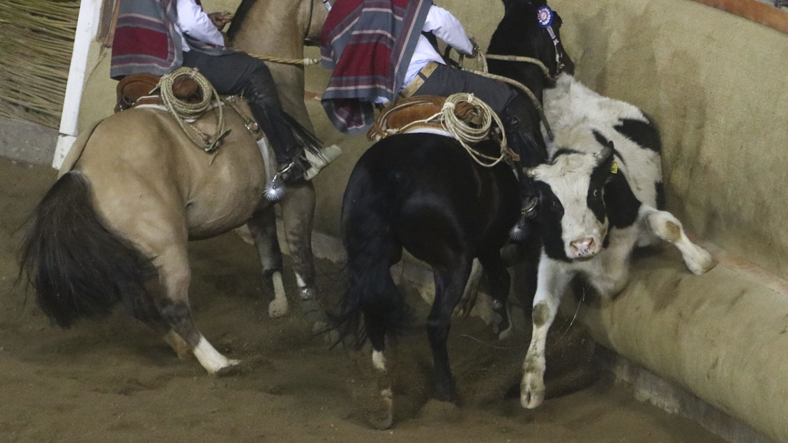 La derecha quiere consagrar al rodeo como 