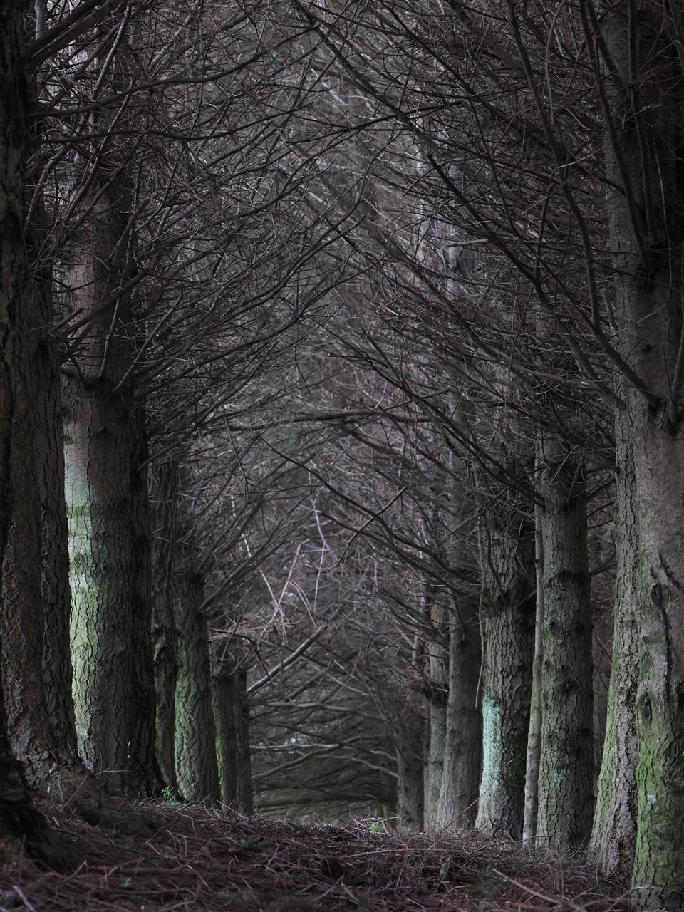 Puerto Octay recibirá a la nueva teleserie de Mega