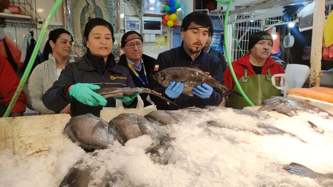 ¿Cuándo parte y cuánto dura la veda de la merluza?