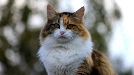   ¿Qué es y cómo prevenir el 