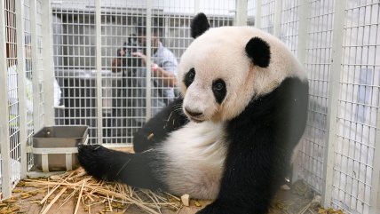   Dos pandas cachorros se mudan a China 