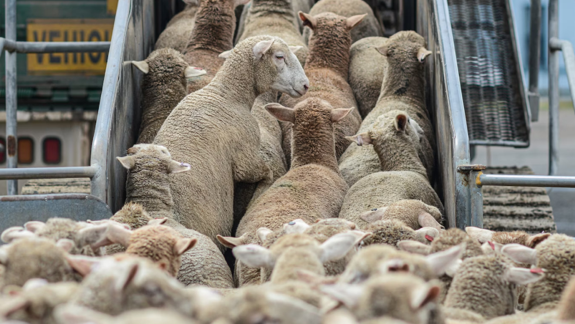 Roban camión con 30 corderos que iban rumbo al matadero