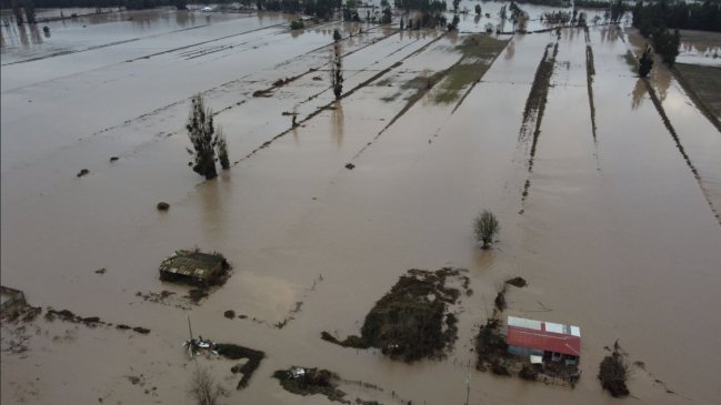  Cómo afectaron las inundaciones a cada cultivo en campos del Maule  