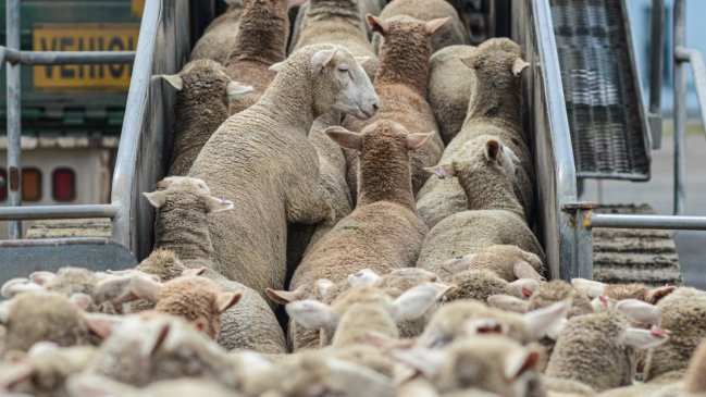 Roban camión con 30 corderos que iban rumbo al matadero