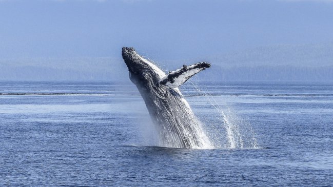   Islandia volverá a permitir la caza de ballenas 