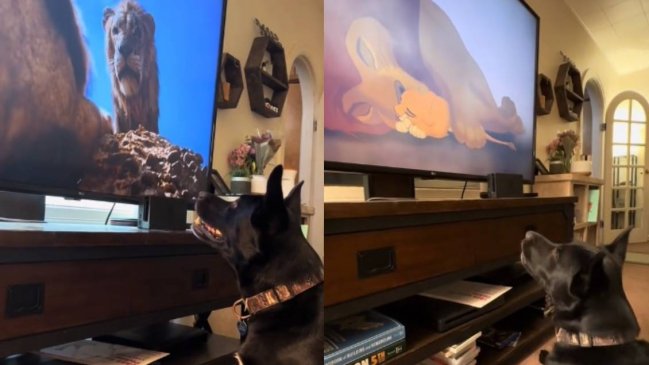 Perrito lloró viendo 