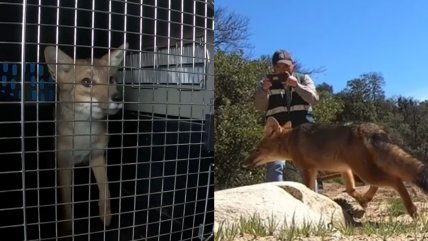   Final feliz: zorro culpeo que deambuló por Santiago volvió a su hábitat 