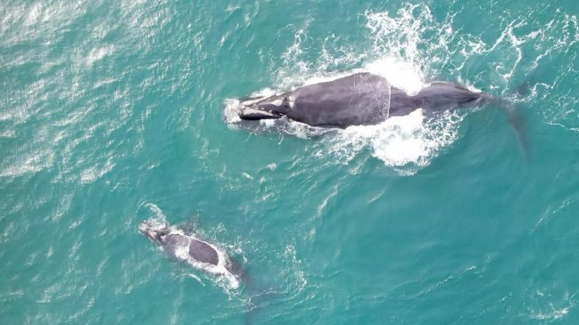   Sernapesca: Embarcaciones tienen prohibido acercarse a las ballenas francas 