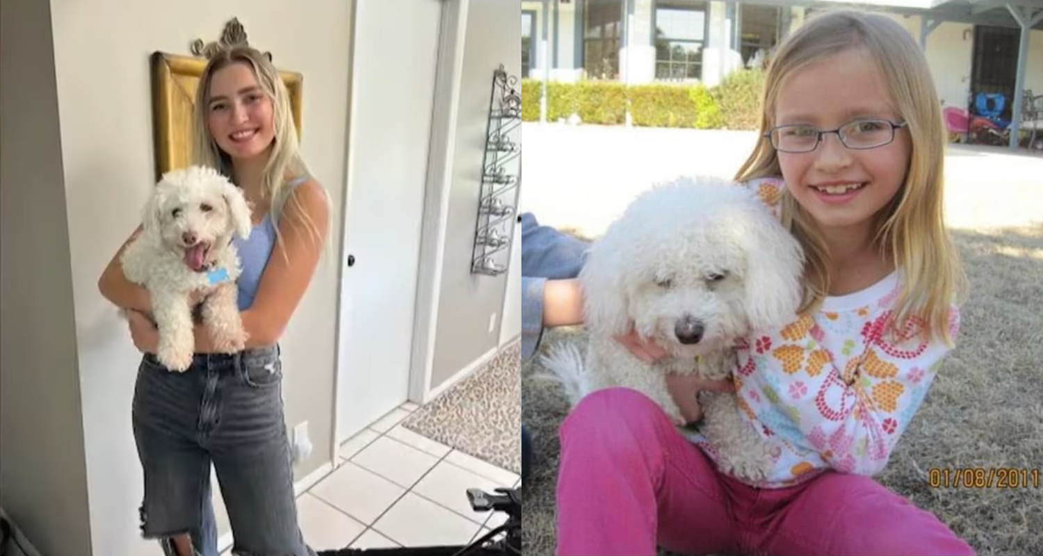 Perrito se reencuentra con su familia Perrito se reencuentra con su familia