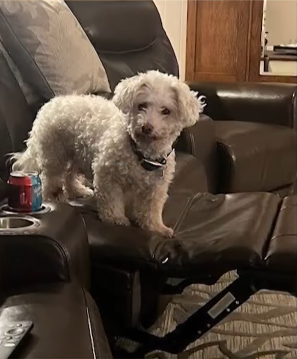 Minion se reencuentra con su familia Minion se reencuentra con su familia