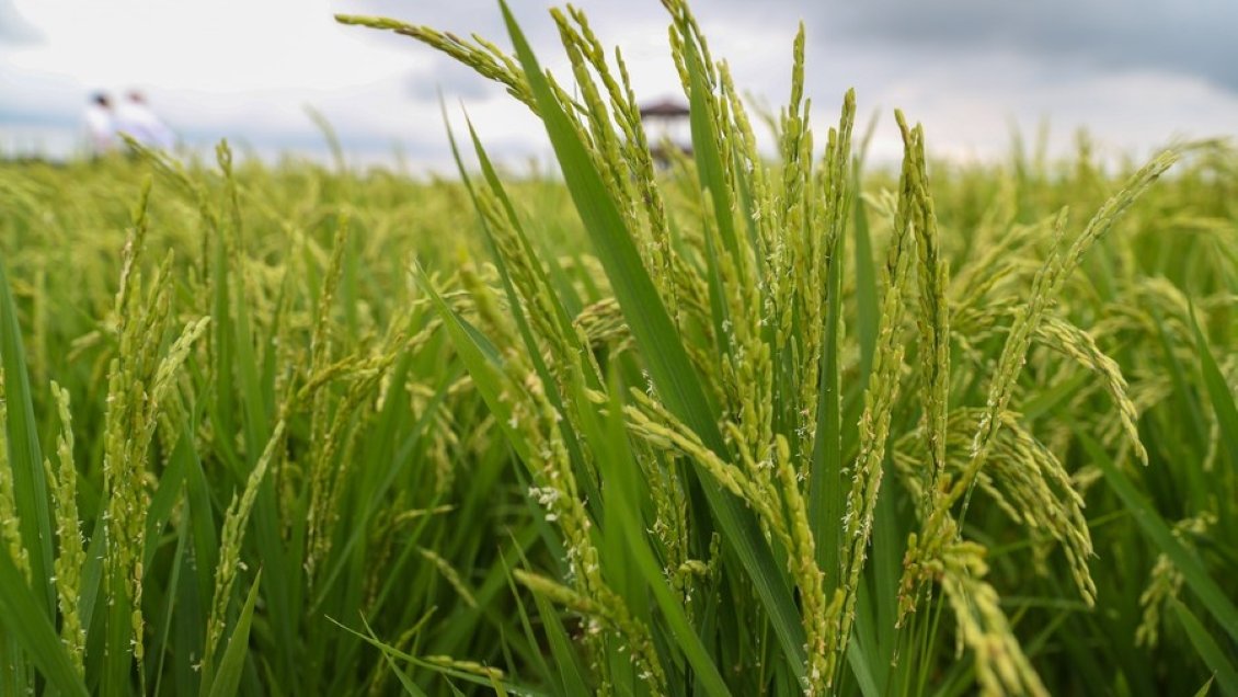Inauguran plataforma de innovación científico-tecnológica del arroz en noreste de China