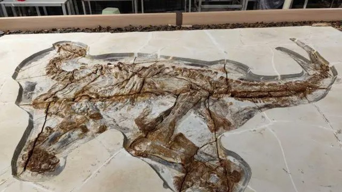 Descubren fósiles de dinosaurios de 130 millones de años en norte de China