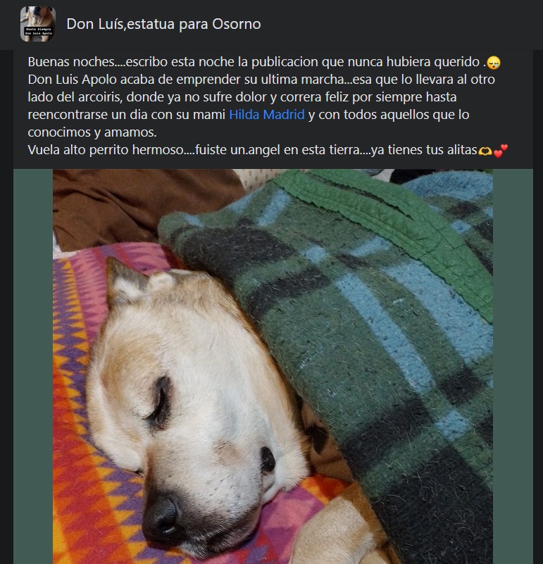 Don Luis Apolo, famoso perrito de Osorno falleció Don Luis Apolo, famoso perrito de Osorno falleció