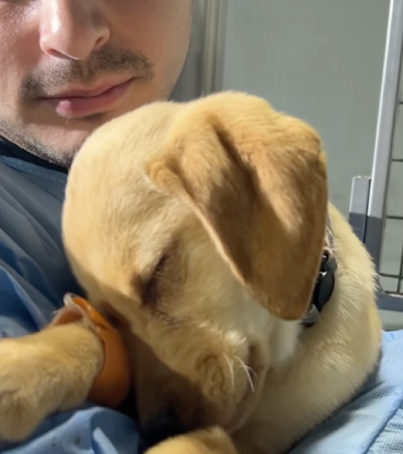 Pollo Castillo llora a su perrita Pollo Castillo llora a su perrita