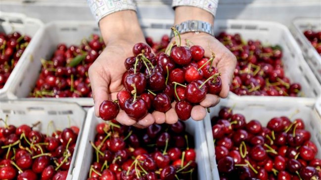 Chile inicia temporada de cerezas con miras al Año Nuevo Chino