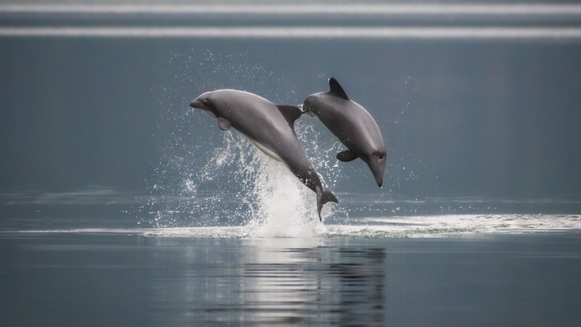 ¿Cuántos delfines chilenos existen en la Patagonia norte?