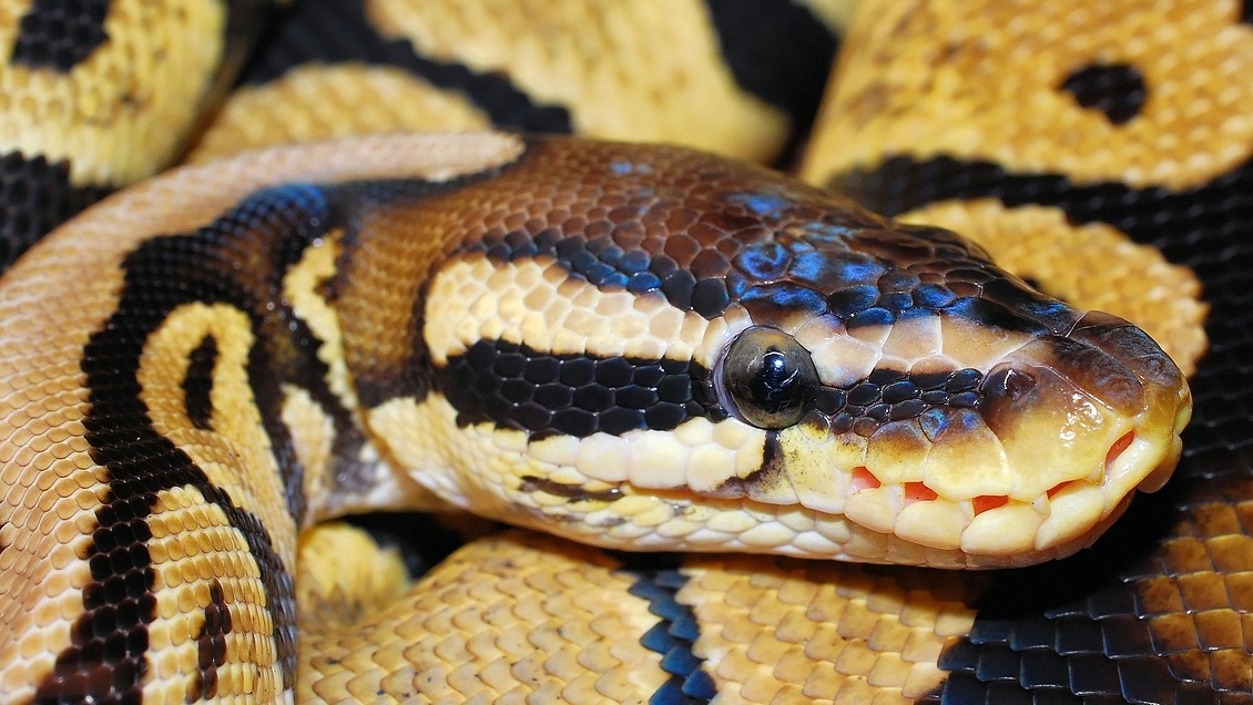 Hombre fue multado por surfear con una pitón enrollada en el cuello