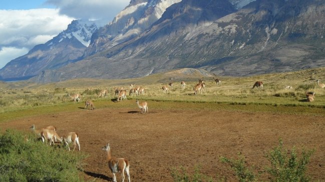 Denuncian que grupo chileno adquirió estancias patagónicas de Argentina infringiendo la ley